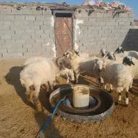 بره و شیشک فروشی سربیشه|حیوانات مزرعه|سربیشه, |دیوار