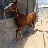 اسب درشور  به دلیل کمبود مکان