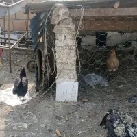 مرغ تخمگذار