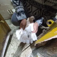 کبوتر جفتگاه|پرنده|سبزوار, امیر کبیر|دیوار