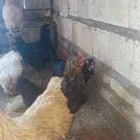 مرغ تخمگذار  و مرغ برهما بفروش میرسد
