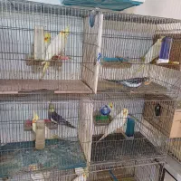 عروس هلندی لوتینوجوجه وبالغ