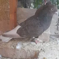 دم سفید|پرنده|بافق, |دیوار