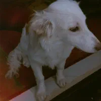 فروش سگ|سگ|مشهد, امیرآباد|دیوار