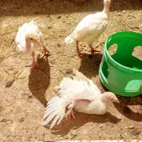 ۴ تا جوجه بوقلمون بیوتی
