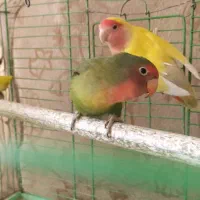 طوطی برزیلی با تخم