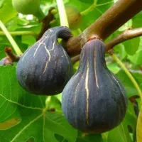 نهال انجیر|گل و گیاه طبیعی|خرقان, |دیوار