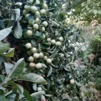 اجاره سالانه باغ