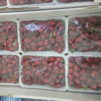 توت فرنگی مصرف خانگی عمده|خوردنی و آشامیدنی|اهواز, کیان اباد|دیوار