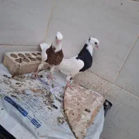 طوقی|پرنده|خرمشهر, |دیوار