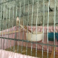 سهره هایه کهنه بخون|پرنده|تبریز, |دیوار