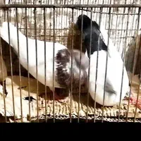 کبوتر  کله قرمز وکله چیل دمبی