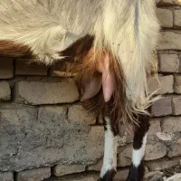 بز شیرا فروشی|حیوانات مزرعه|بردسکن, |دیوار