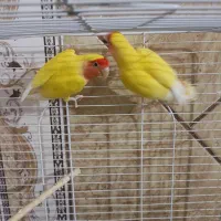 کوتاه برزیلی درجه یک|پرنده|جیرفت, |دیوار