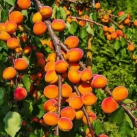 فروش نهال های با اصالت لیبل دار|خدمات باغبانی و درختکاری|شبستر, |دیوار