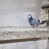 نر دورگ