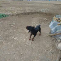 سگ ژرمن و روت وایلر|سگ|کرمانشاه, |دیوار