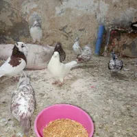 کبوتر|پرنده|نوشین شهر, |دیوار