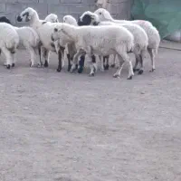 5عدد میش باغینی بره بزرگ و میش ها دوباره قوچ خورد|حیوانات مزرعه|کرمان, |دیوار