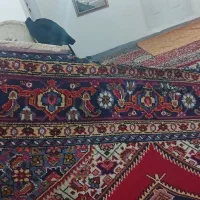 فرس دستباف ۹ متری کهنه|فرش|ارومیه, |دیوار