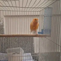 قناری نروماده|پرنده|مشهد, فتح المبین|دیوار