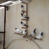 یه چند عدد کبوتر اصل پاکستانی|پرنده|بندر گناوه, |دیوار