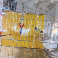 قنار نر مست سفت خون اماده جفت زدن|پرنده|تهران, جنتآباد مرکزی|دیوار