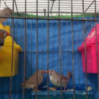 عروس هلندی وفنچ