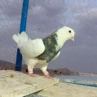 طوقی
