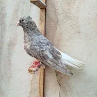 کفتر.  سینه. کله. دم سفید. رنگه