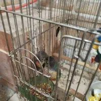 طوطی گرنچیک مولد کار داده