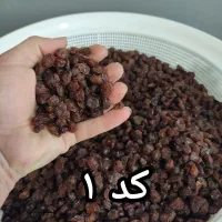 کشمش و شیره و گله آبگیری کاشمر احمد صمدی عبادی91