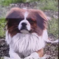 سگ گمشده در دورود