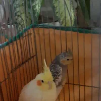 عروس هلندی|پرنده|یزد, |دیوار