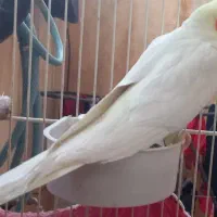 عروس هلندی آلبینو..جفت