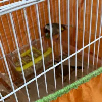 سهره|پرنده|پارسآباد, |دیوار