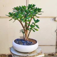 گل بنسای ، زامفولیا سانسوریا