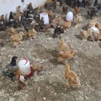 جوجه برهما