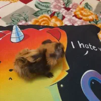 دوقلوهای افسانه ای جولز و جولی