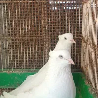 کفتر اراکی و سرور|پرنده|بندرعباس, |دیوار