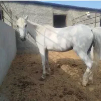 واگزاری اسب پونی|اسب و تجهیزات اسب‌سواری|شاهرود, |دیوار