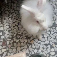 خرگوش آس نژاددار پشمالو