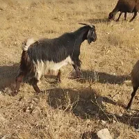 چپش چاق مخصوص قربانی