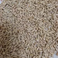 خرید گندم جو سیاه دانه گاودانه تخم کتان نخود سیاه|خدمات باغبانی و درختکاری|اردبیل, |دیوار