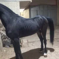 مادیان ونریان عرب خالص ایرانی|اسب و تجهیزات اسب‌سواری|یزد, |دیوار