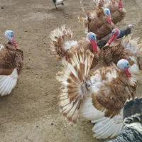 بو قلمون طبیعی