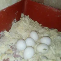 عروس هلندی|پرنده|قشم, |دیوار