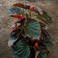 فروش گل بگونیا قرمز