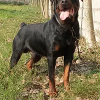 واگذاری یک عدد روت وایلر نر،15ماهه|سگ|تهران, یافت‌آباد|دیوار