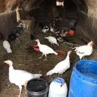 بوقلمون مرغ گلین نیمچه پولند